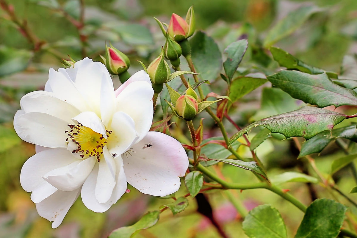 Dog Rose